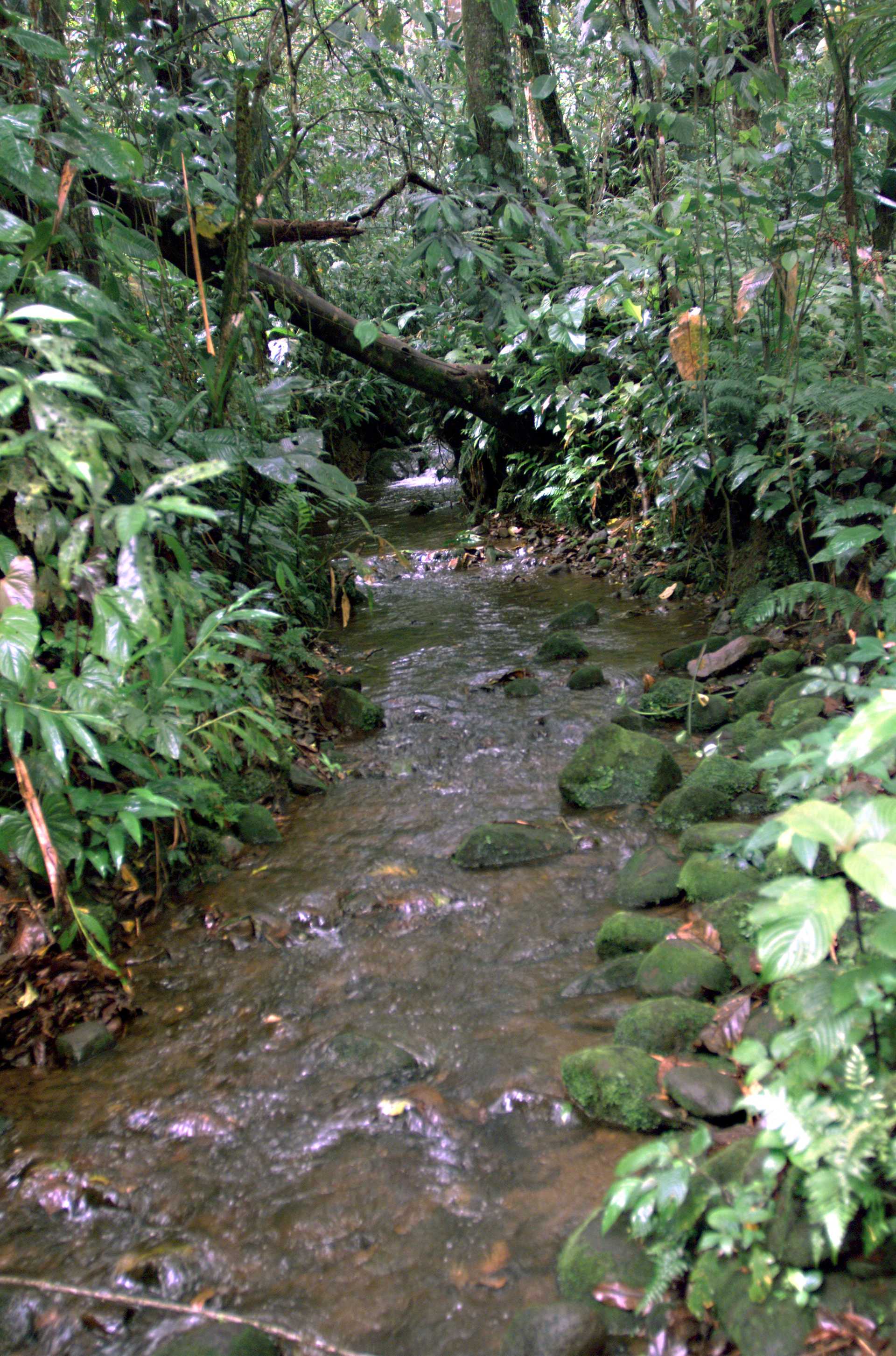 A stream in the La Selva region of the Costa Rican rain forest, taken during NASA's AirSAR 2004 campaign. (Photography courtesy NASA Images)