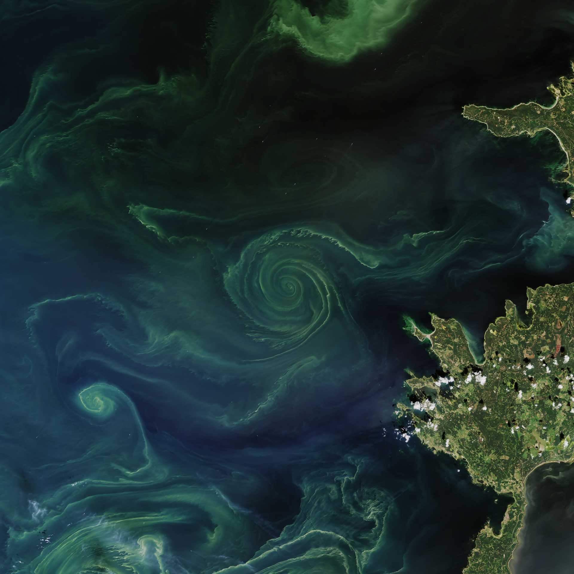 Phytoplankton blooms across the northern basins of the North Atlantic and Arctic Oceans. (Photography courtesy NASA/Climate)