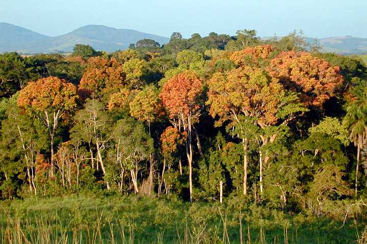 Tropical forests, such as those in Gabon, Africa, are an important reservoir of carbon. (Photography courtesy Sassan Saatchi, NASA/JPL-Caltech.)